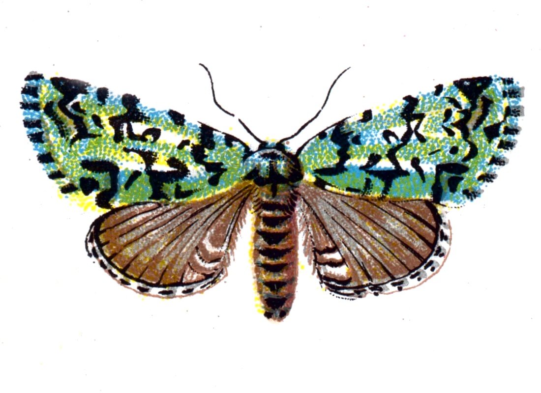 Butterfly Moma orion A4 Photo Print