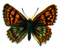 Butterfly Nemeobius lucina A4 Photo Print