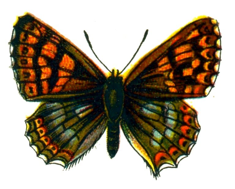 Butterfly Nemeobius lucina A4 Photo Print