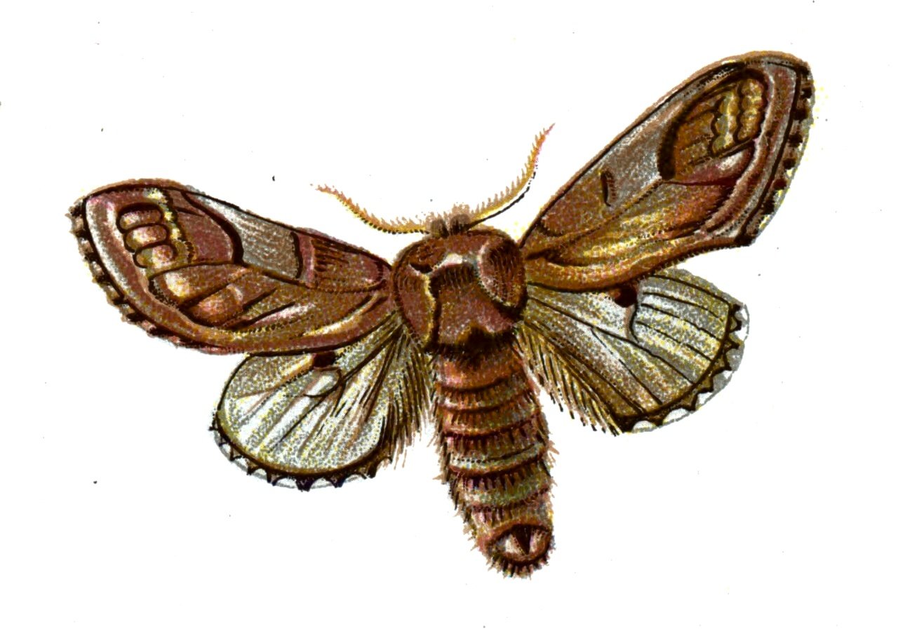 Butterfly Notodonta ziczac A4 Photo Print