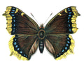 Butterfly Nymphalis antiopa A4 Photo Print