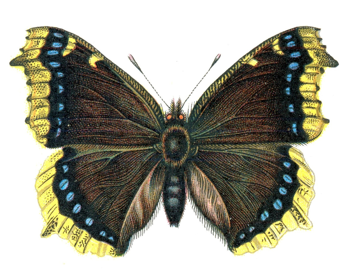 Butterfly Nymphalis antiopa A4 Photo Print