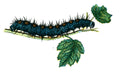 Butterfly Nymphalis antiopa caterpillar A4 Photo Print
