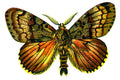 Butterfly Ocneria dispar male A4 Photo Print
