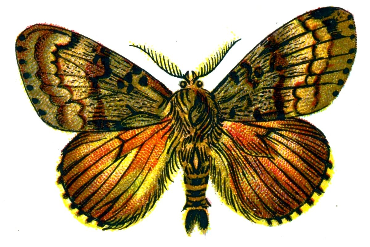 Butterfly Ocneria dispar male A4 Photo Print