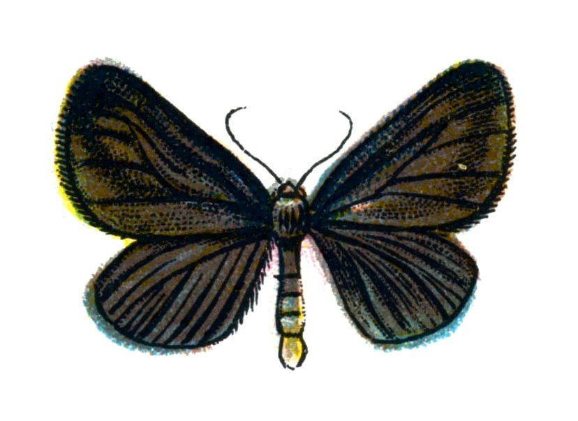 Butterfly Odezia atrata A4 Photo Print