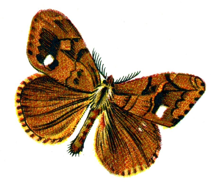 Butterfly Orgyia antiqua male A4 Photo Print