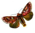 Butterfly Panolis piniperda A4 Photo Print