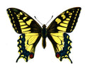 Butterfly Papilio machaon A4 Photo Print