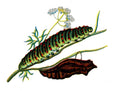 Butterfly Papilio machaon caterpillar A4 Photo Print