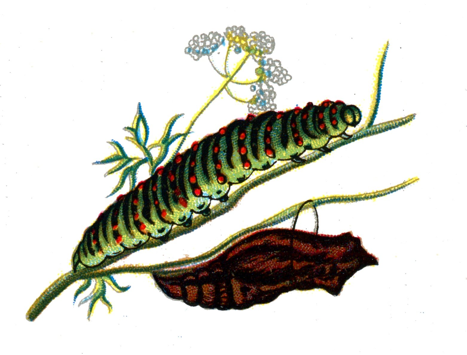 Butterfly Papilio machaon caterpillar A4 Photo Print