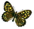 Butterfly Pararge egerides a A4 Photo Print