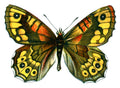 Butterfly Pararge megera A4 Photo Print