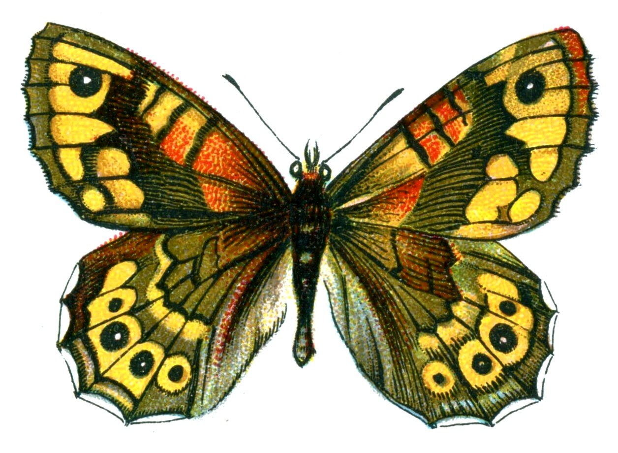 Butterfly Pararge megera A4 Photo Print