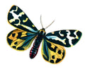 Butterfly Parasemia plantaginis A4 Photo Print