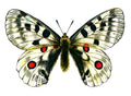 Butterfly Parnassius apollo A4 Photo Print