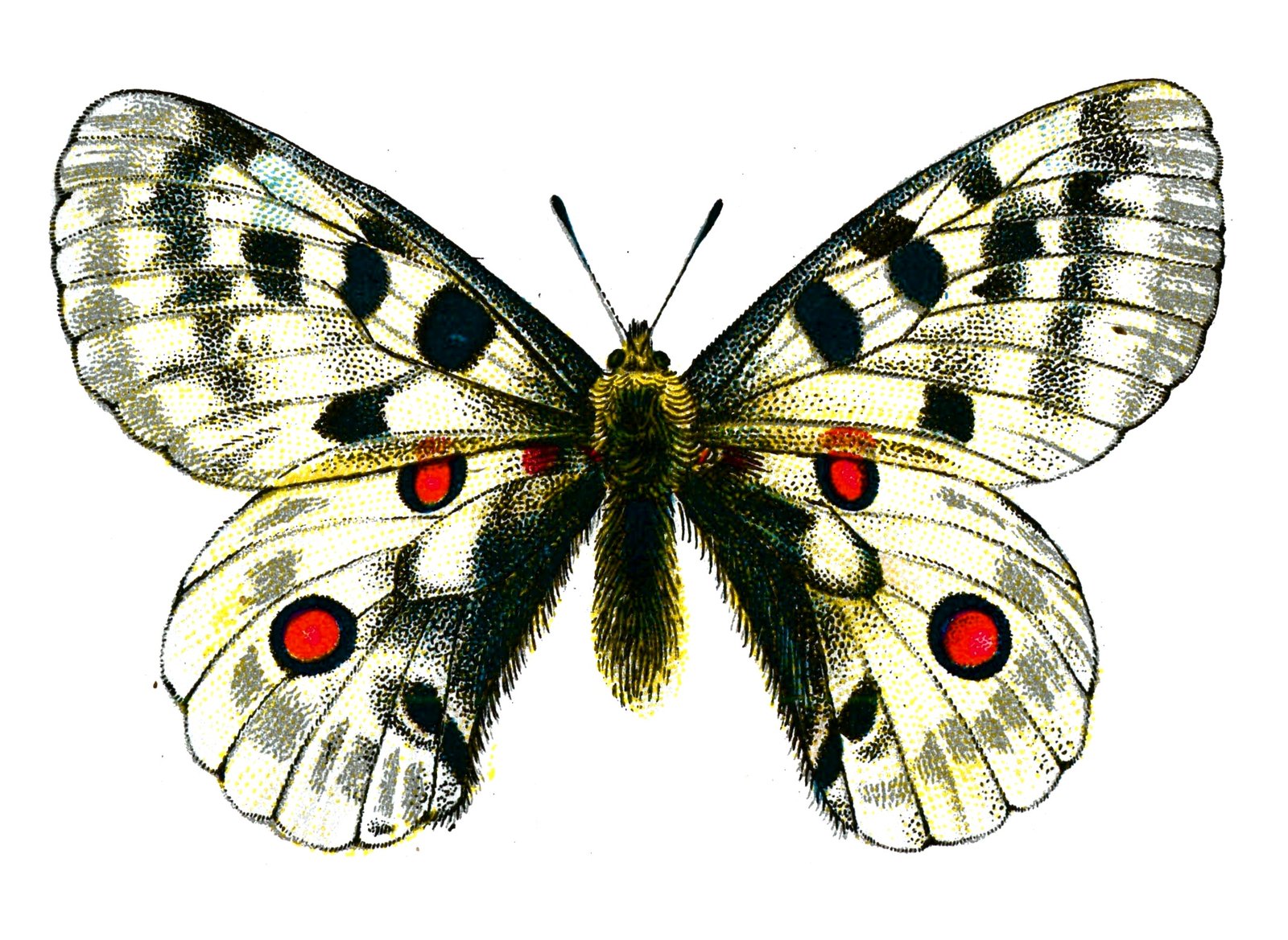 Butterfly Parnassius apollo A4 Photo Print