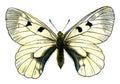 Butterfly Parnassius mnemosyne A4 Photo Print