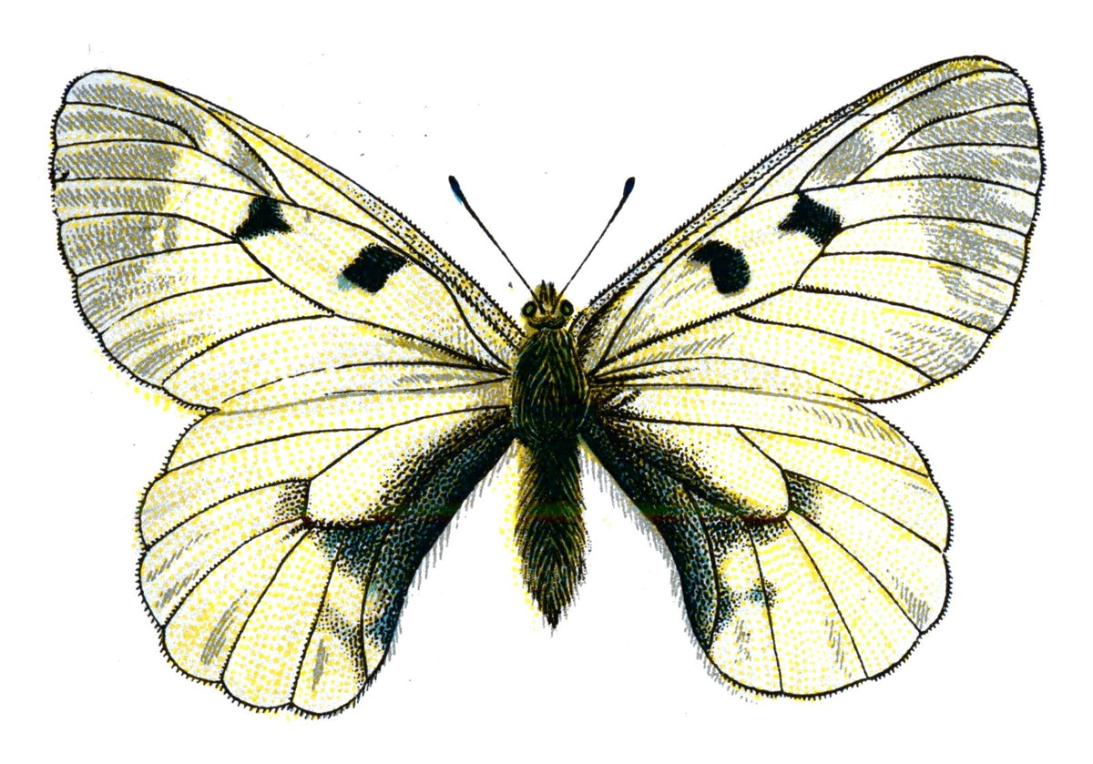 Butterfly Parnassius mnemosyne A4 Photo Print