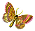 Butterfly Pellonia vibicaria A4 Photo Print