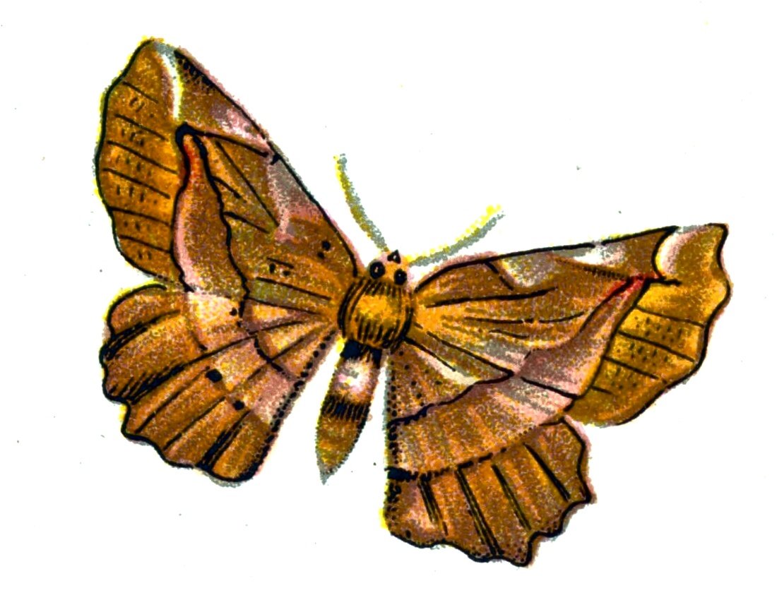 Butterfly Pericallia syringaria A4 Photo Print