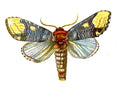 Butterfly Phalera bucephala A4 Photo Print
