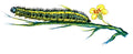 Butterfly Pieris brassicae caterpillar A4 Photo Print