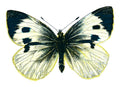 Butterfly Pieris brassicae femelle A4 Photo Print