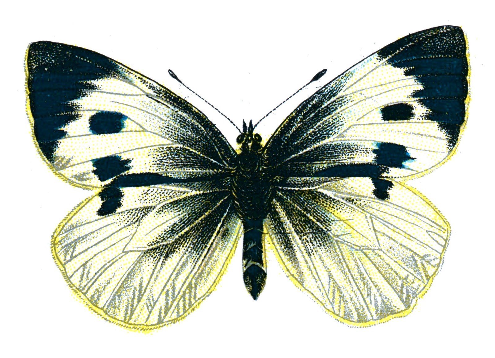 Butterfly Pieris brassicae femelle A4 Photo Print