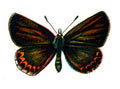 Butterfly Plebeius idas femelle A4 Photo Print