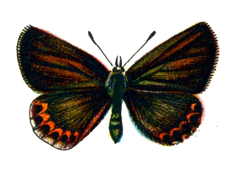 Butterfly Plebeius idas femelle A4 Photo Print