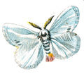 Butterfly Porthesia similis A4 Photo Print
