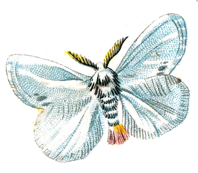 Butterfly Porthesia similis A4 Photo Print