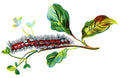Butterfly Porthesia similis caterpillar A4 Photo Print