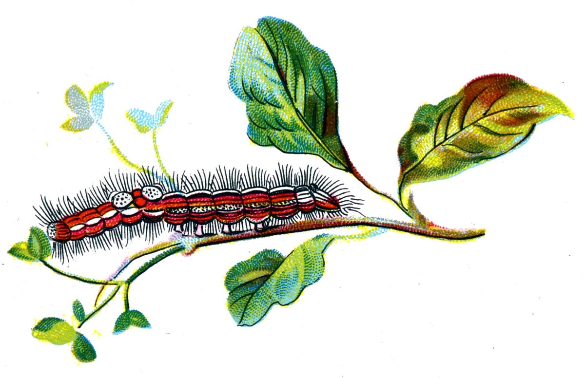Butterfly Porthesia similis caterpillar A4 Photo Print