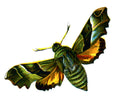 Butterfly Proserpinus proserpina A4 Photo Print