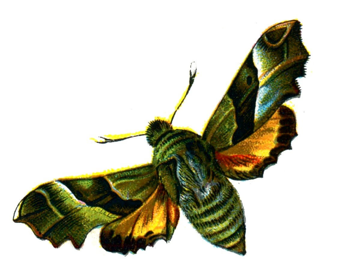 Butterfly Proserpinus proserpina A4 Photo Print