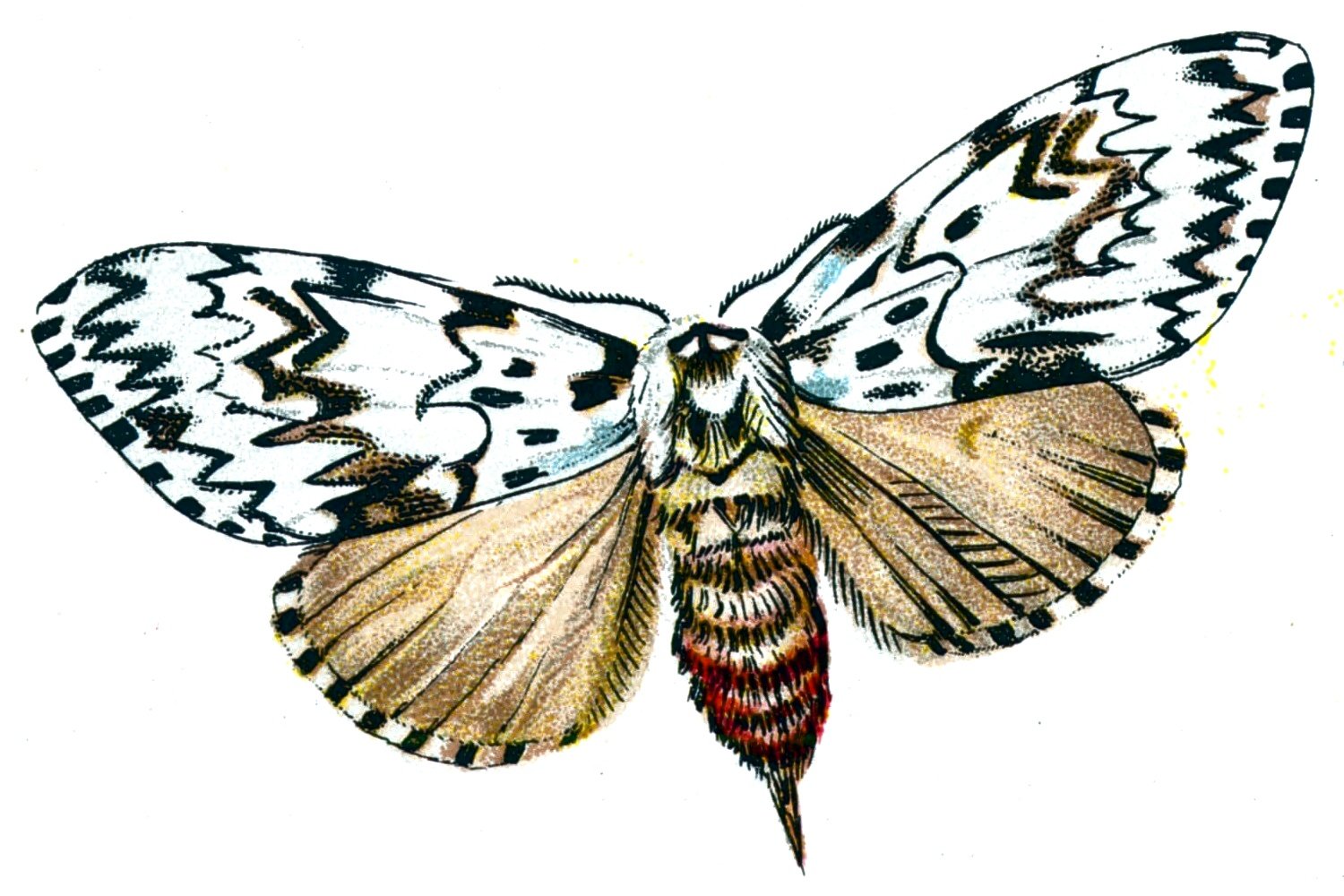 Butterfly Psilura monacha A4 Photo Print