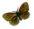 Butterfly Psyche unicolor A4 Photo Print