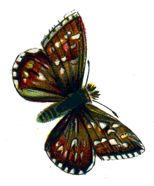 Butterfly Pyrgus malvae A4 Photo Print