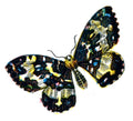Butterfly Rheumaptera hastata A4 Photo Print