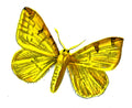Butterfly Rumia luteolata A4 Photo Print