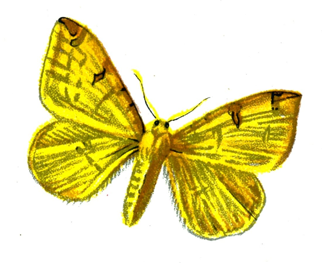 Butterfly Rumia luteolata A4 Photo Print