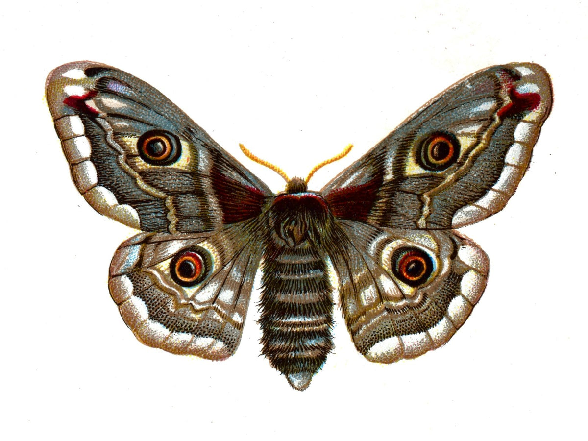 Butterfly Saturnia pavonia female A4 Photo Print