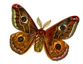 Butterfly Saturnia pavonia male A4 Photo Print