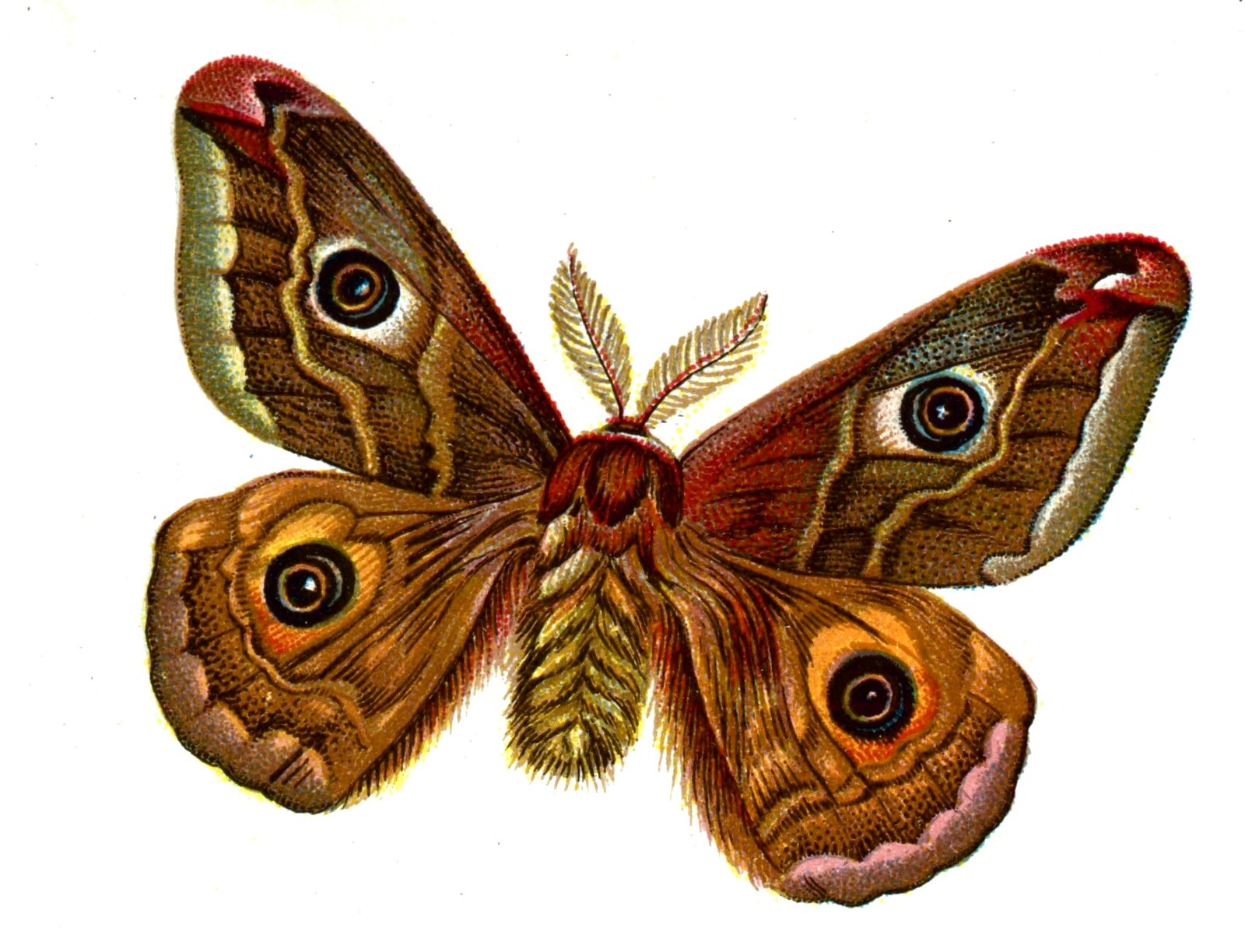 Butterfly Saturnia pavonia male A4 Photo Print