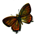 Butterfly Satyrium pruni A4 Photo Print