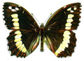 Butterfly Satyrus circe A4 Photo Print