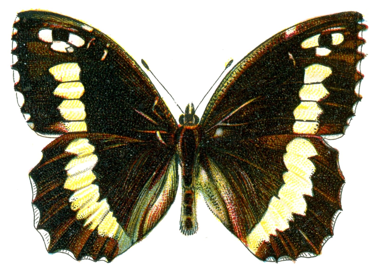 Butterfly Satyrus circe A4 Photo Print