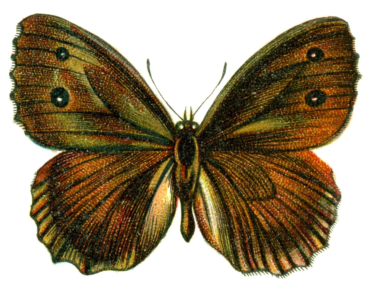 Butterfly Satyrus dryas A4 Photo Print
